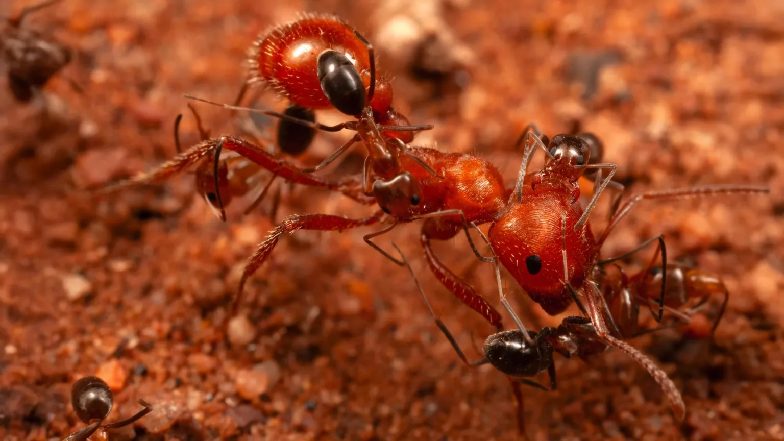 Scientists discover ‘cleaning ants’ grooming giant ants in the Arizona desert