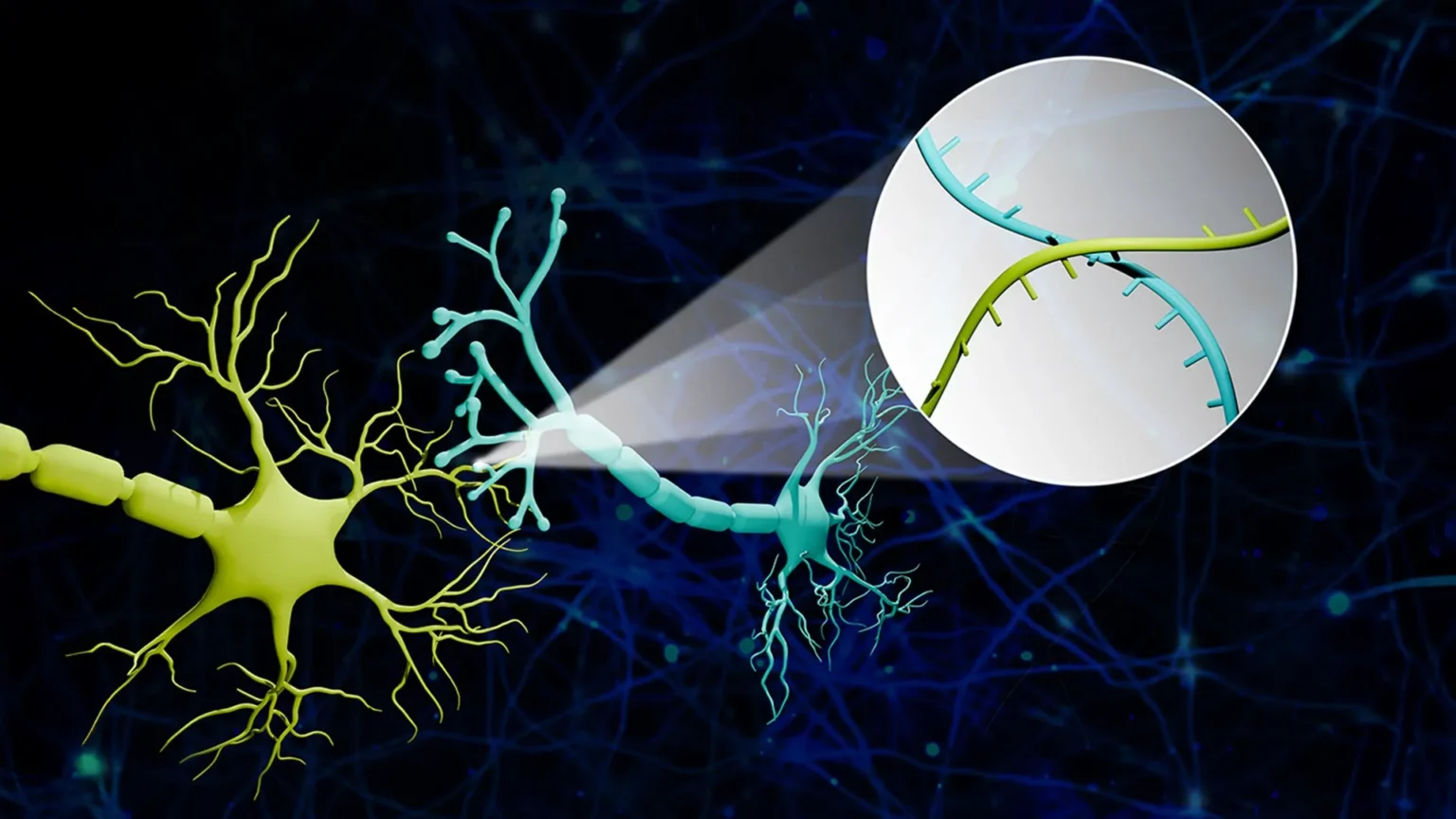 Scientists use RNA barcodes to map hidden wiring in the brain, making major breakthrough