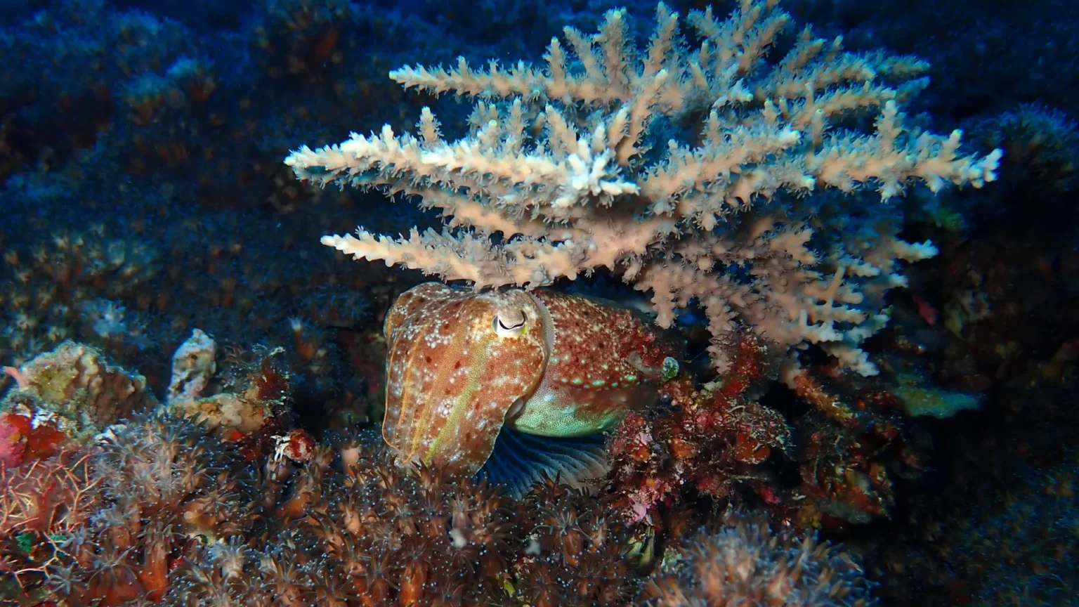 How squids survived Earth’s biggest extinction and took over the oceans How squids survived Earth’s biggest extinction and took over the oceans