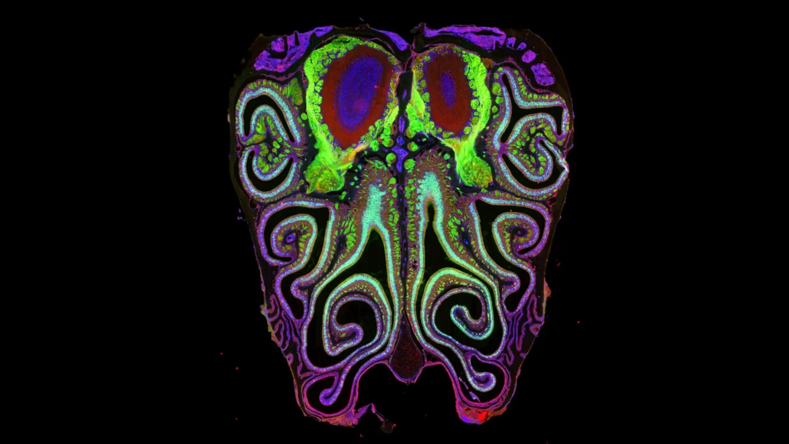 A map hidden inside your nose may explain how smell works