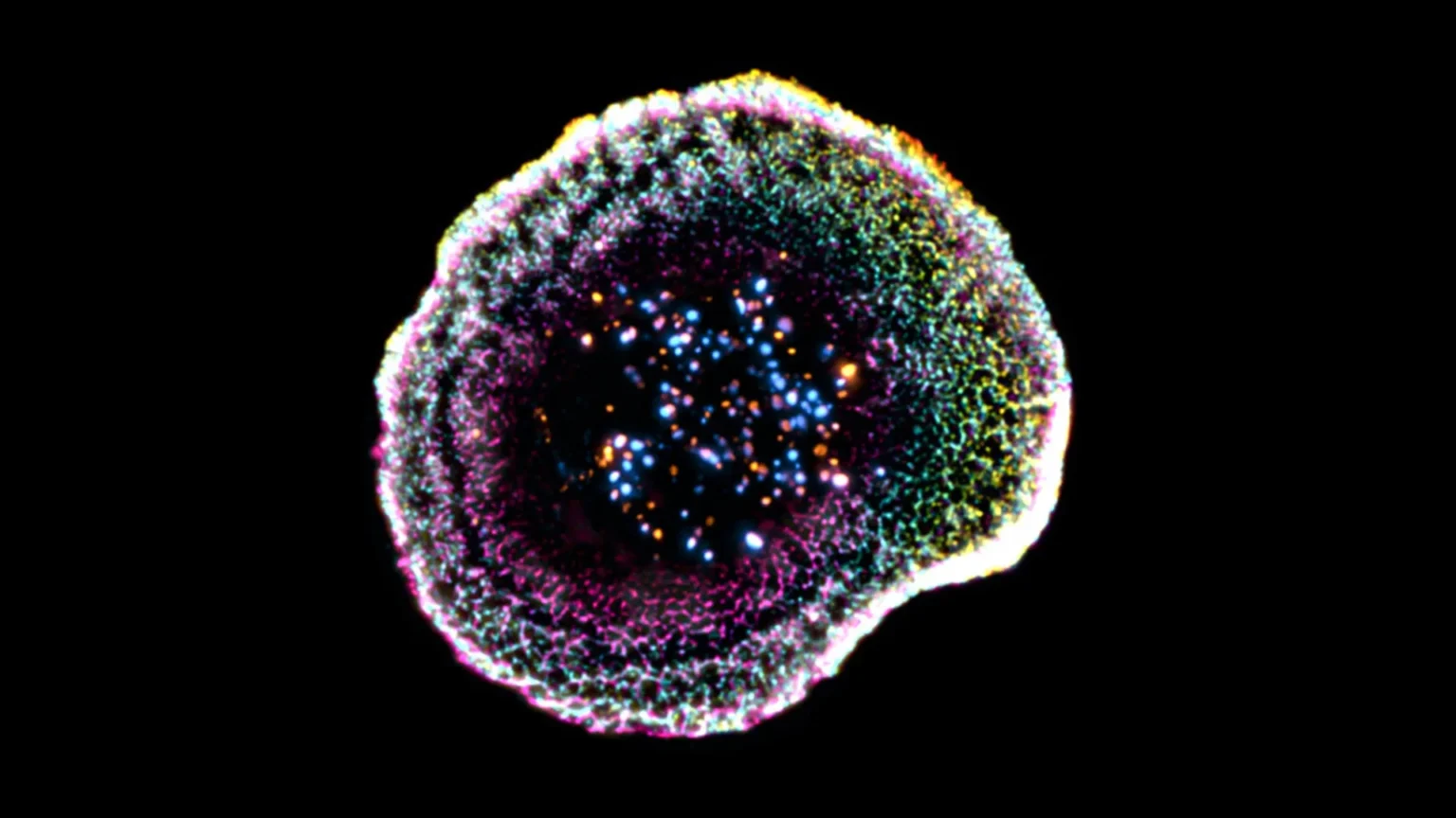 First 3D view showing how killer T cells destroy cancer