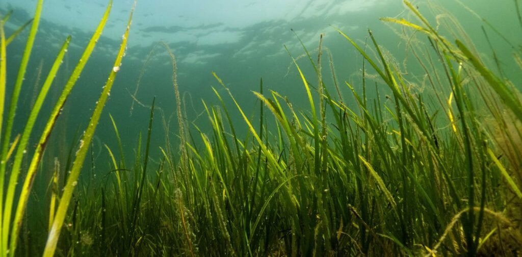 ‘Protected’ seagrass meadows aren’t necessarily healthy – because pollution doesn’t stop at the coastline ‘Protected’ seagrass meadows aren’t necessarily healthy – because pollution doesn’t stop at the coastline