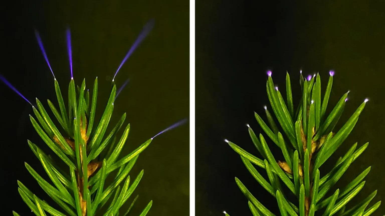Scientists photograph trees glowing with electricity during storm