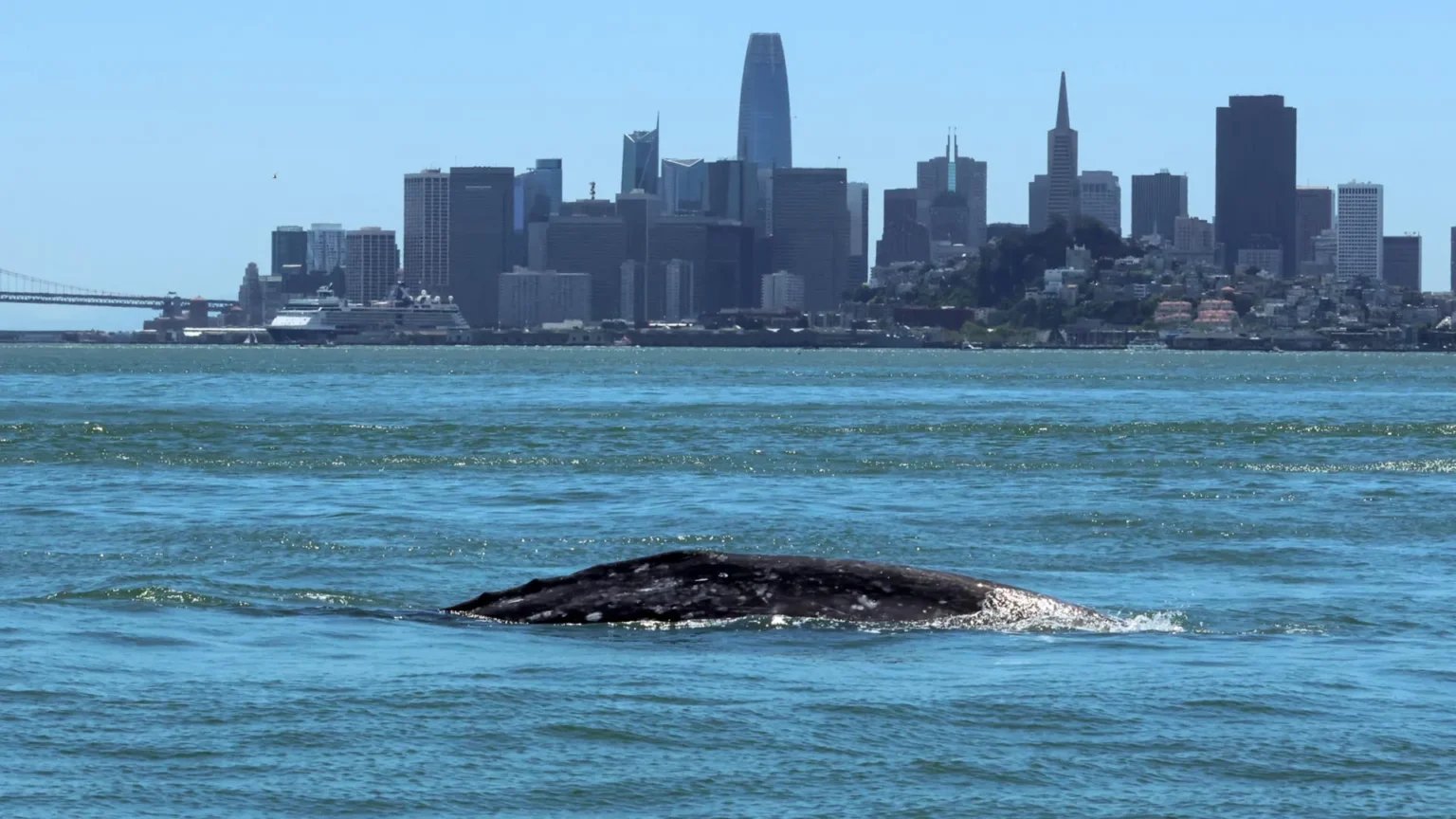 Gray whales invade San Francisco Bay, and many do not survive Gray whales invade San Francisco Bay, and many do not survive