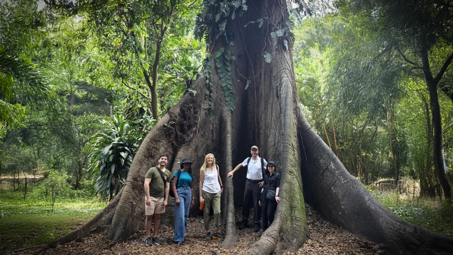 Africa’s forests have gone from carbon sinks to carbon sources Africa’s forests have gone from carbon sinks to carbon sources