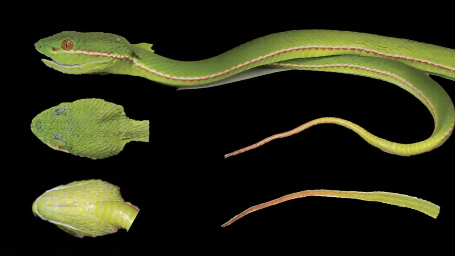 DNA reveals species of pit viper hiding in China