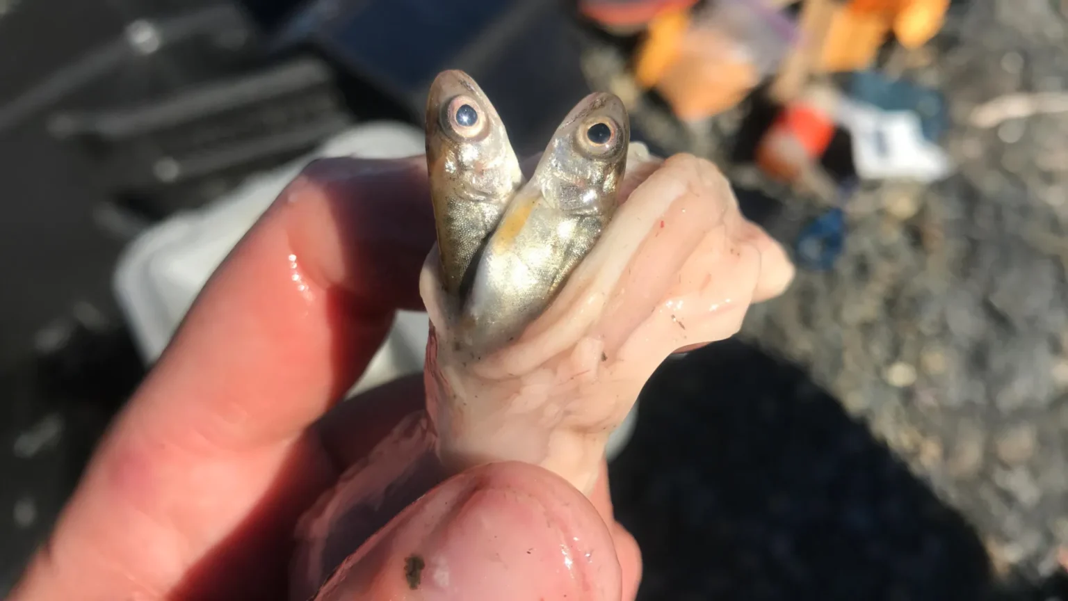 Salmon predators are rapidly increasing in Alaska as ocean temperatures rise