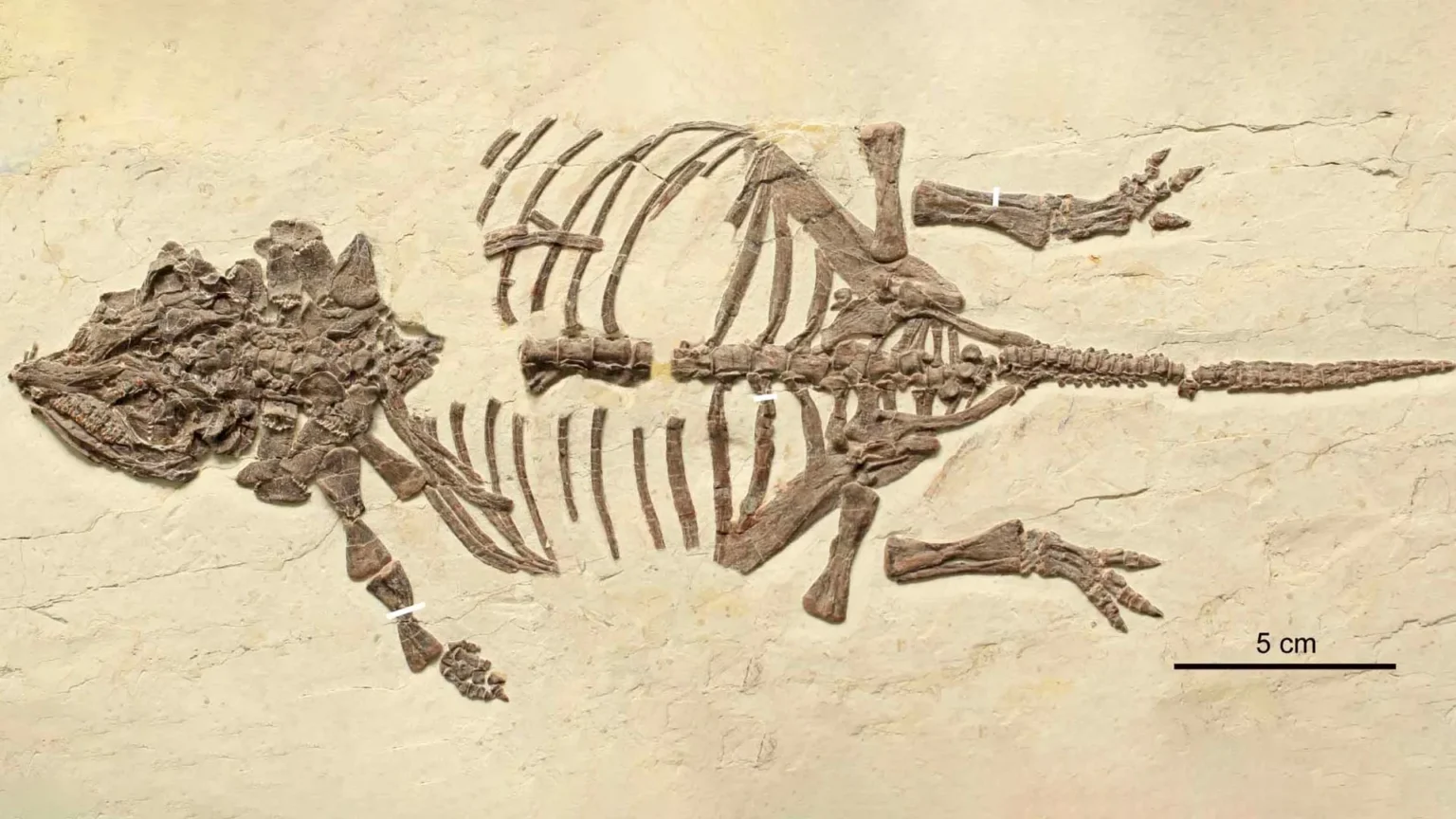 These tiny dinosaur fossils fooled scientists for 20 years
