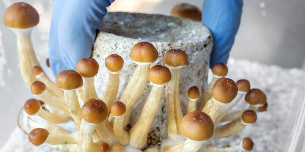 Psychedelic therapy and conventional antidepressants show similar results under open-label conditions