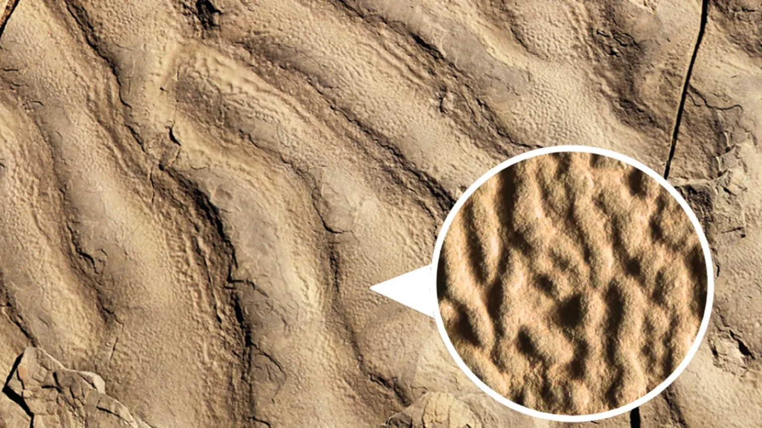 Strange ‘elephant skin’ rock reveals ancient life in the dark sea