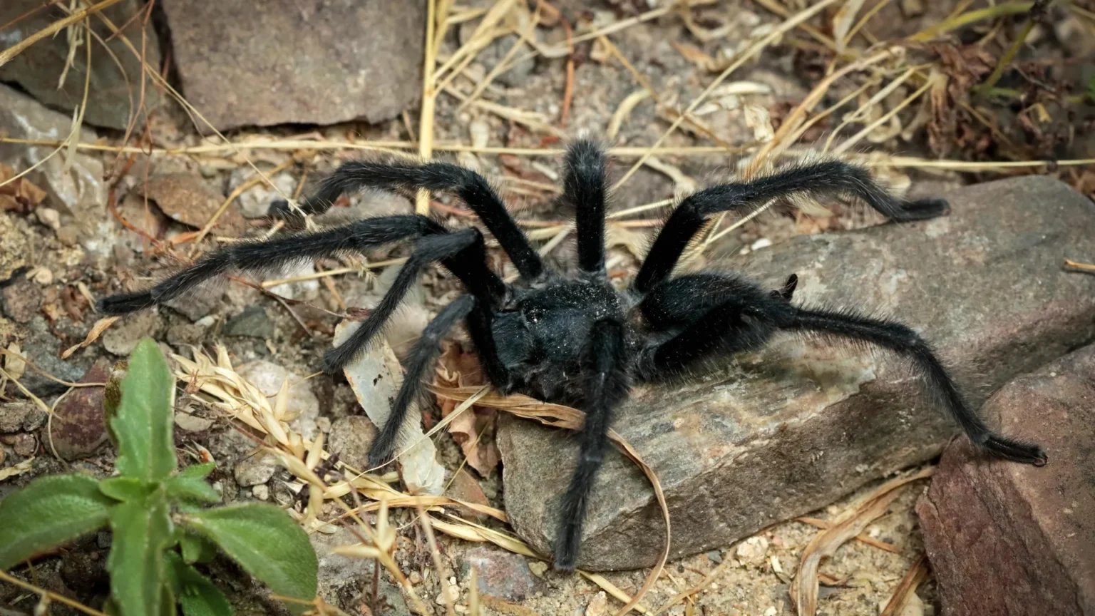 These strange new tarantulas turn mating into a fight for survival These strange new tarantulas turn mating into a fight for survival