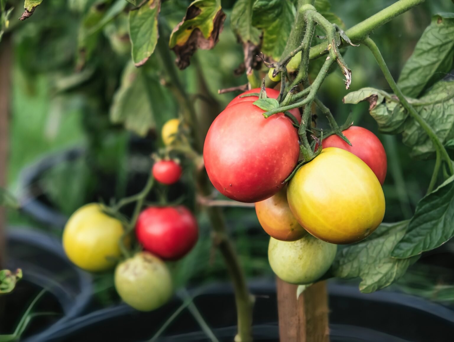 Plastics are getting into food crops and stunting their growth.