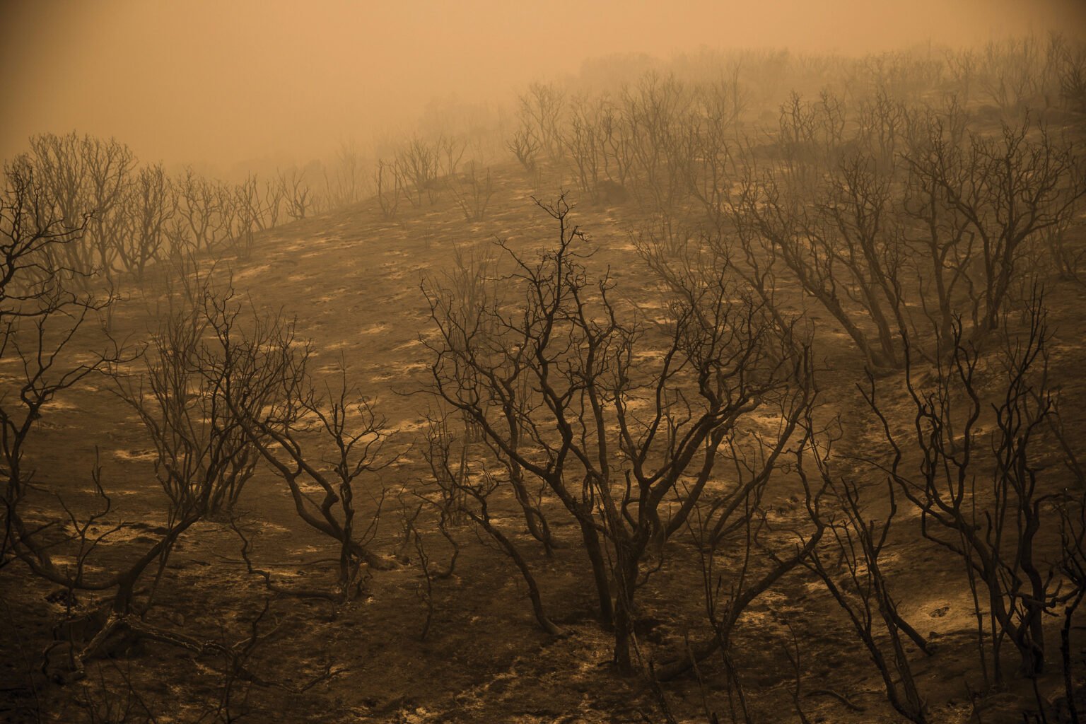 Wildfires make soil toxic – Highlands News