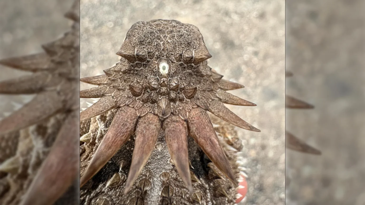 The shocking origins of the human eye can be traced back to the ancient “cyclops”