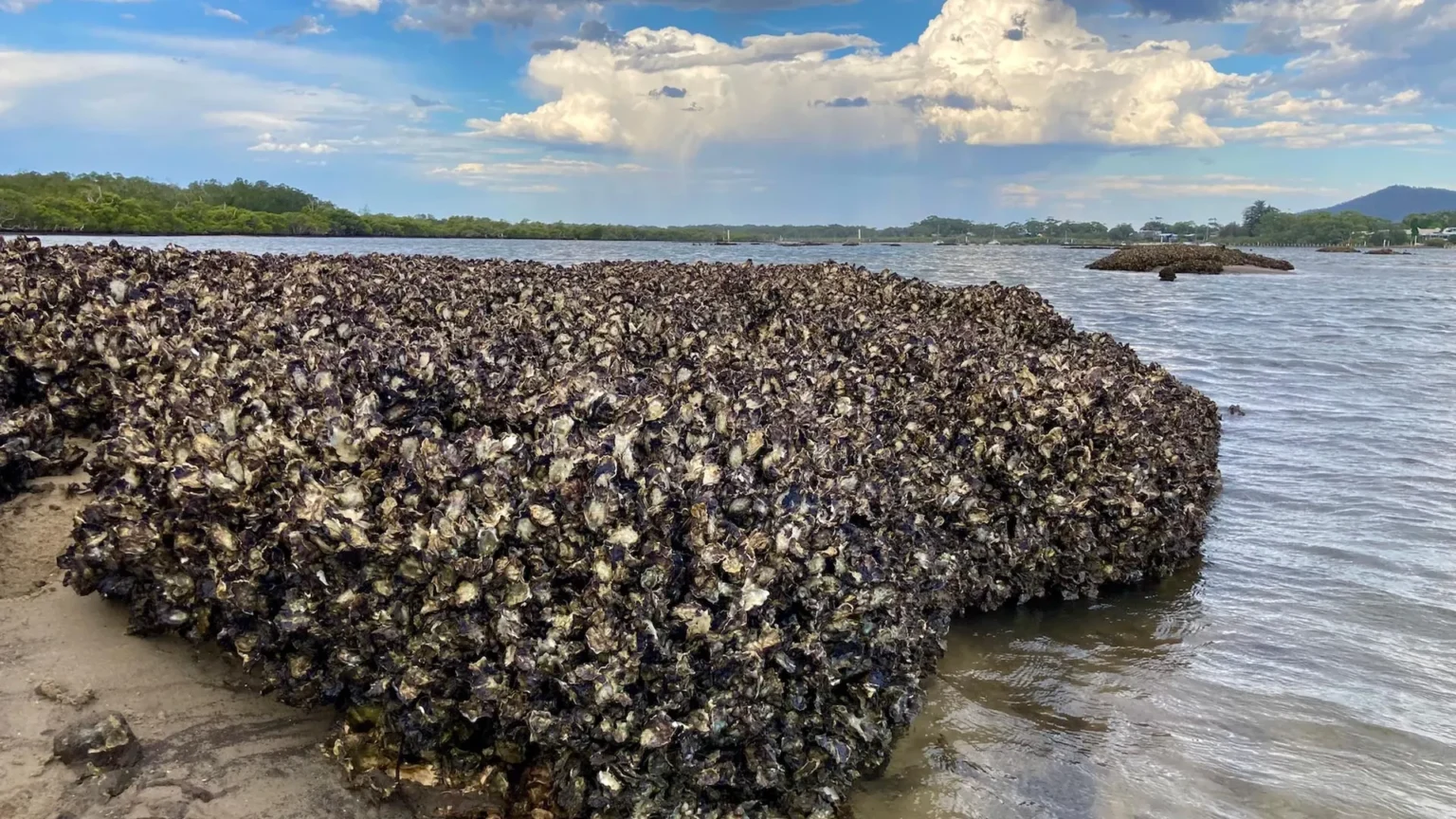 This simple design could save oyster reefs around the world