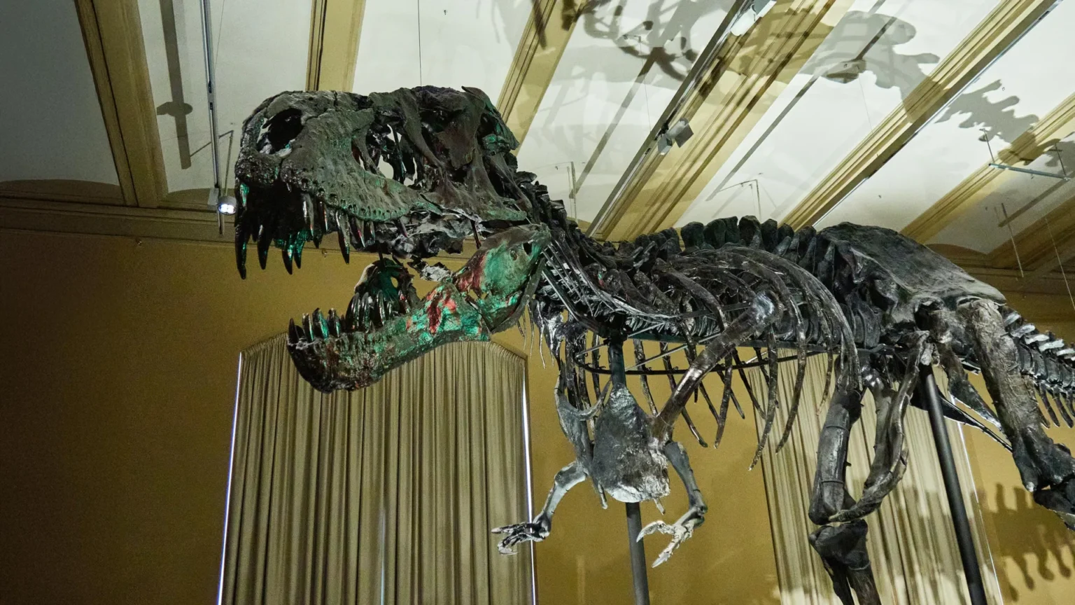 Blood vessels found in Tyrannosaurus bone are rewriting dinosaur science