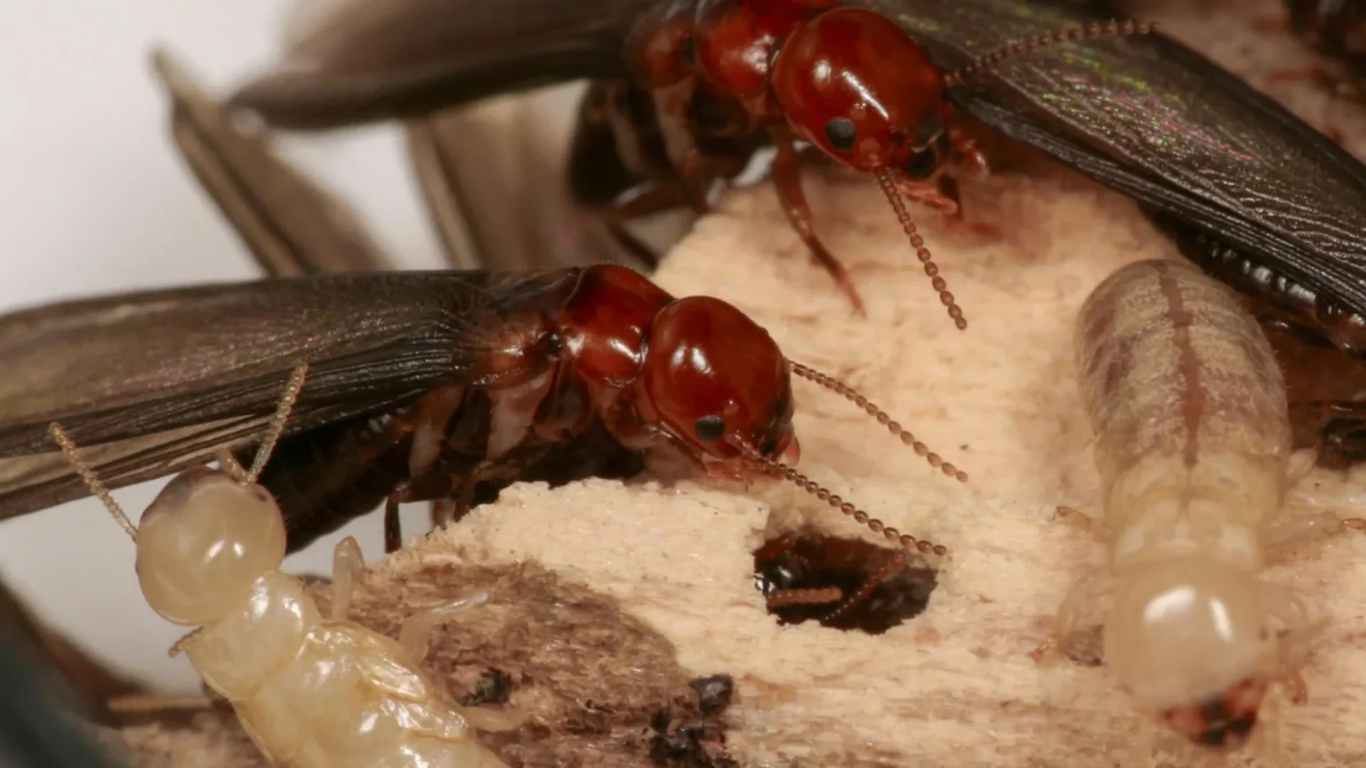 95% Success Rate: This new trick directly kills termites.
