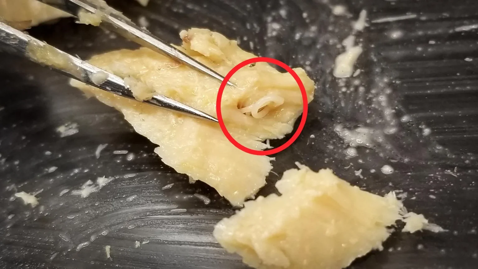 Scientists open up 40-year-old salmon and discover surprising signs of ocean recovery