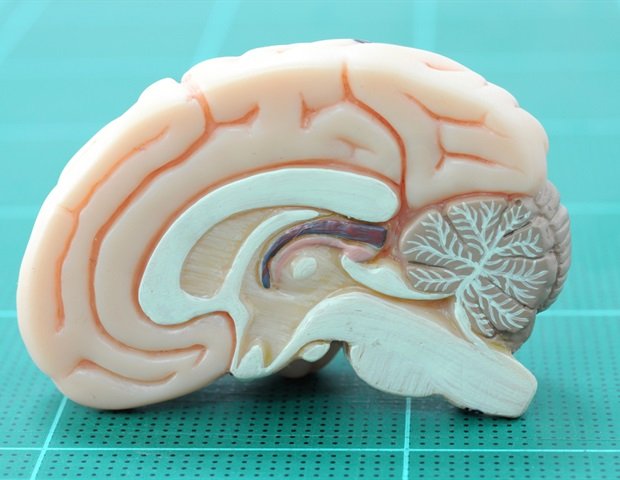 Differences in brain function reflect anatomy, lifestyle, and environmental influences Differences in brain function reflect anatomy, lifestyle, and environmental influences