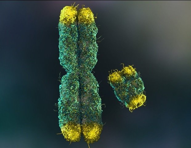 Human telomerase has limited function across different animal species