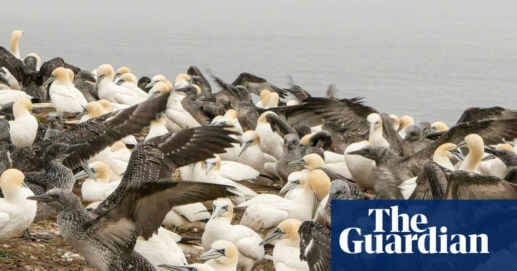 Significant reduction in ‘permanent chemicals’ in seabird eggs hailed as regulatory victory | Pfas