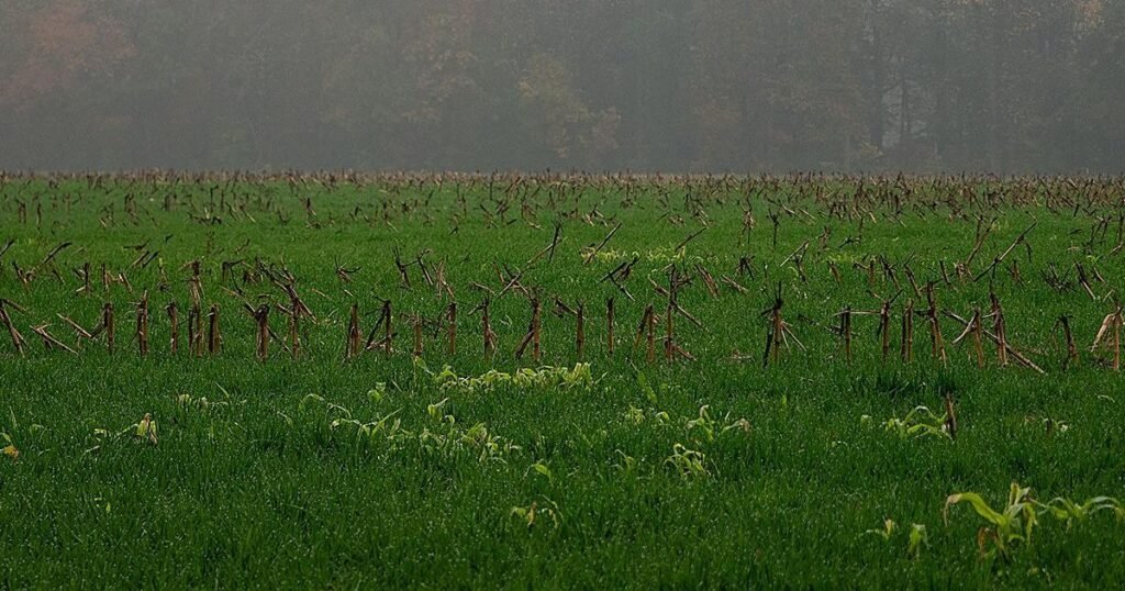 Project investigates what future ‘thriving agriculture’ will look like | Pollution and solutions
