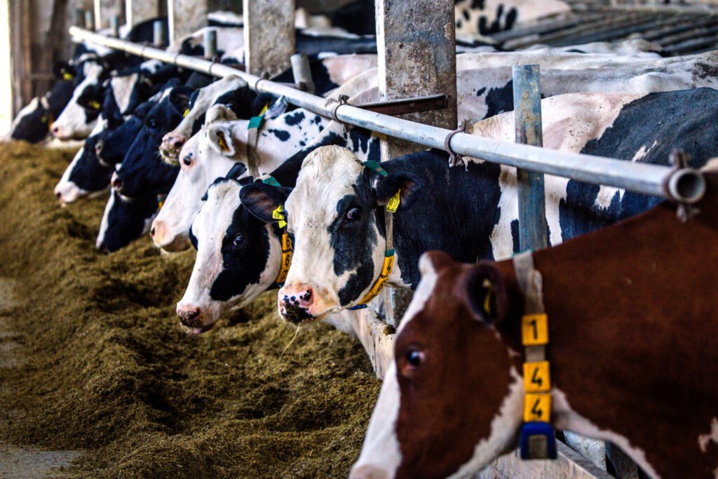 Leading climate scientists accuse the livestock industry of promoting fuzzy mathematics to downplay climate-warming emissions Leading climate scientists accuse the livestock industry of promoting fuzzy mathematics to downplay climate-warming emissions