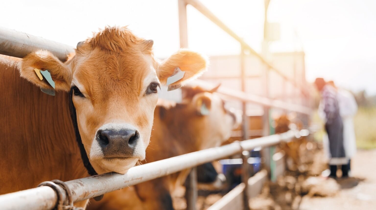 Infectious H5N1 virus detected in dairy farm air