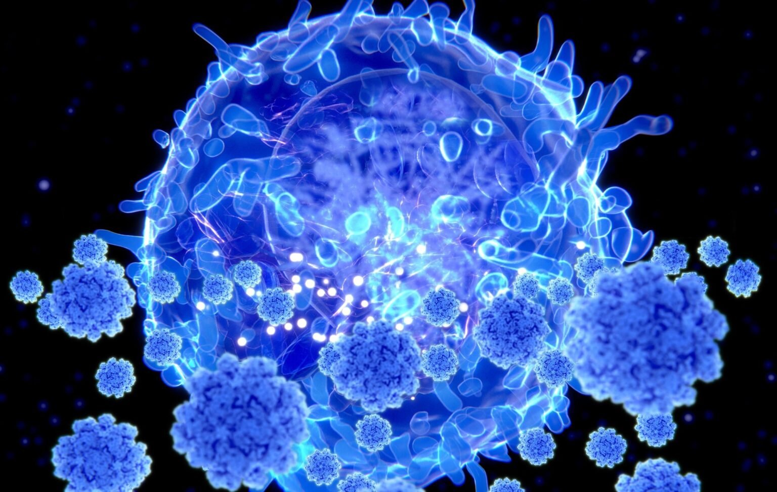 Aging immune cells may cause memory decline by releasing proteins that age the brain