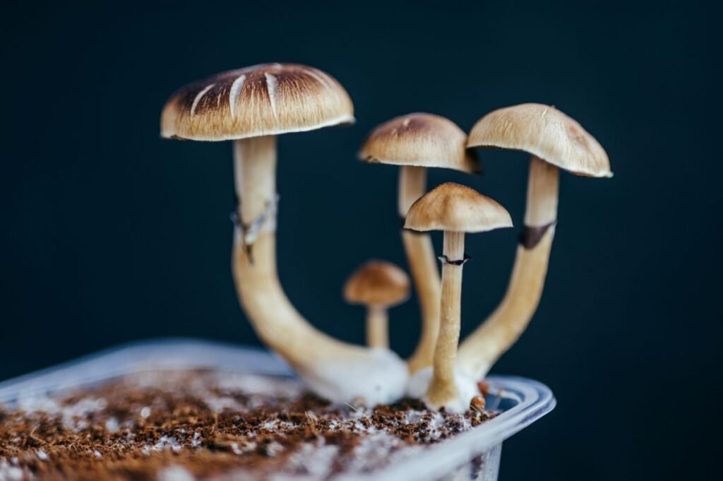 Psychedelic maker Optimi Health plans to list in the US