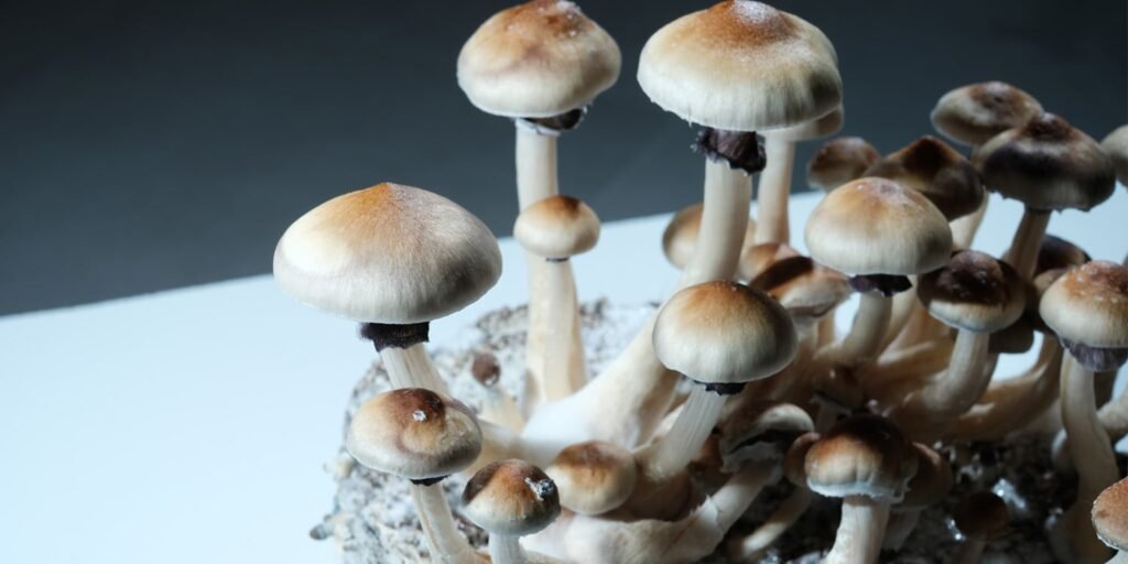 Estrogen levels may influence the brain’s response to psychedelics, new animal study shows Estrogen levels may influence the brain’s response to psychedelics, new animal study shows