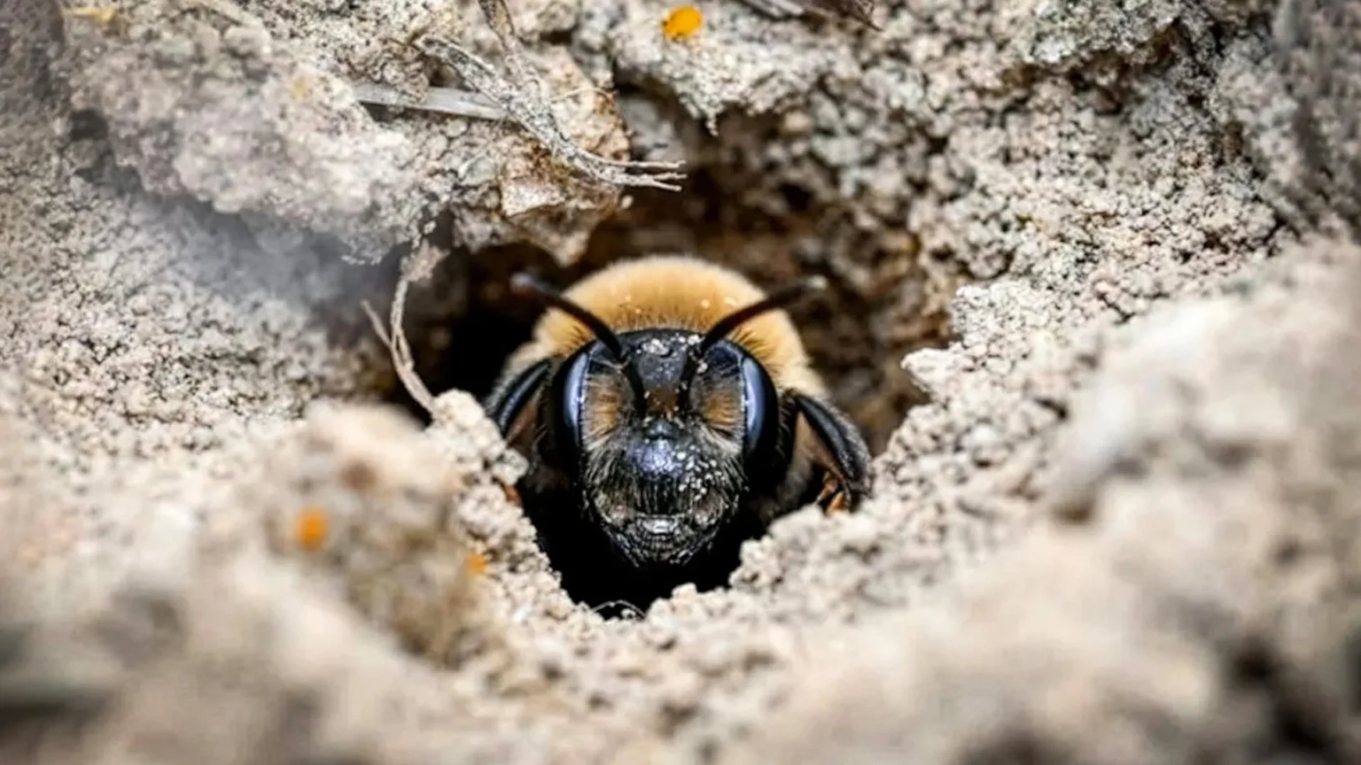 5.5 million bees hidden underground in New York cemetery