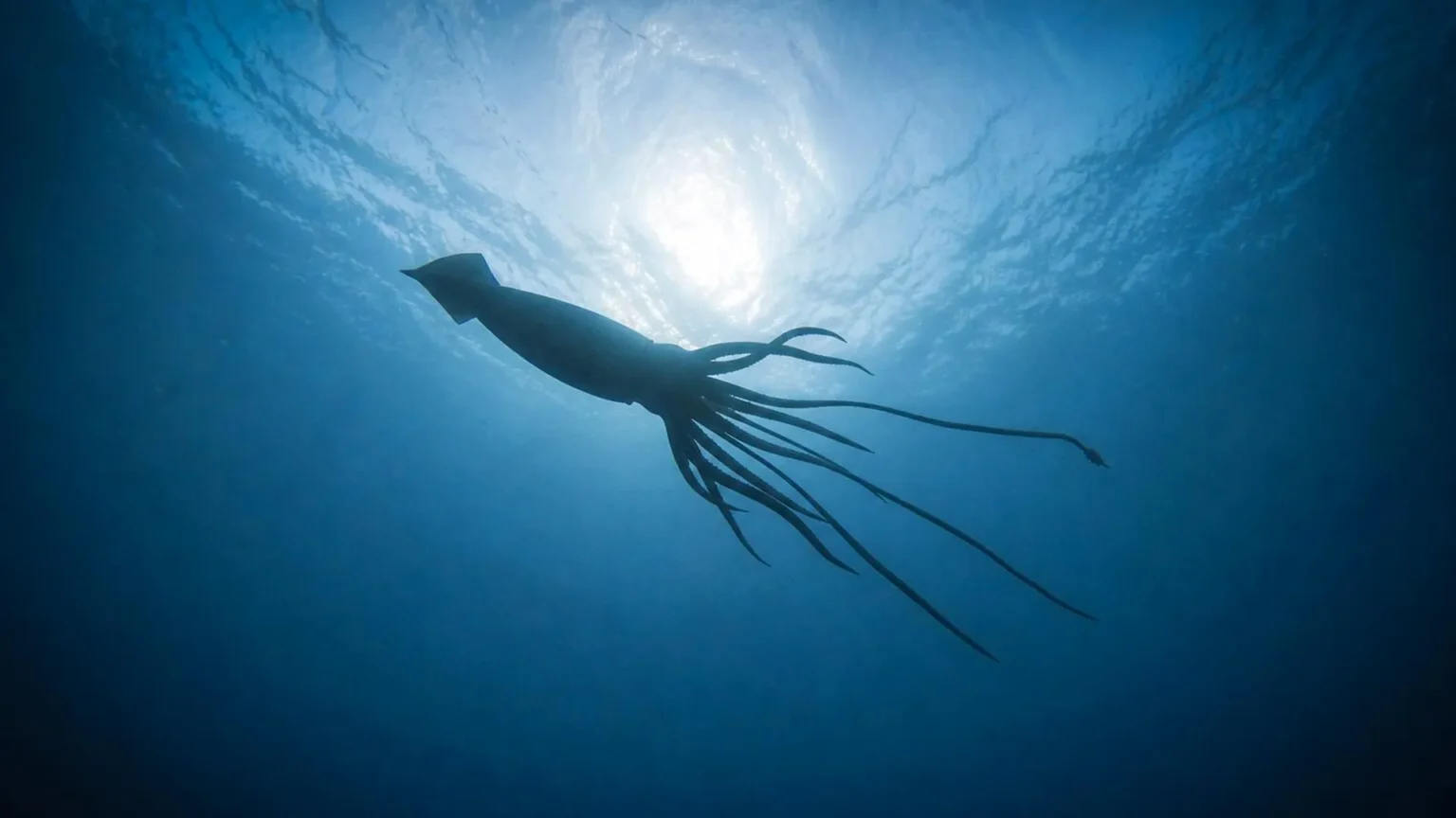 Giant squid discovery reveals hidden deep-sea world off the coast of Australia