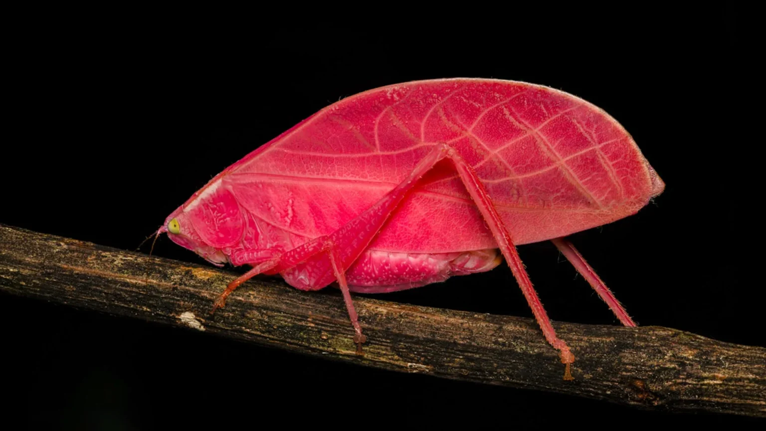 Scientists stunned as pink katydid turns green camouflage