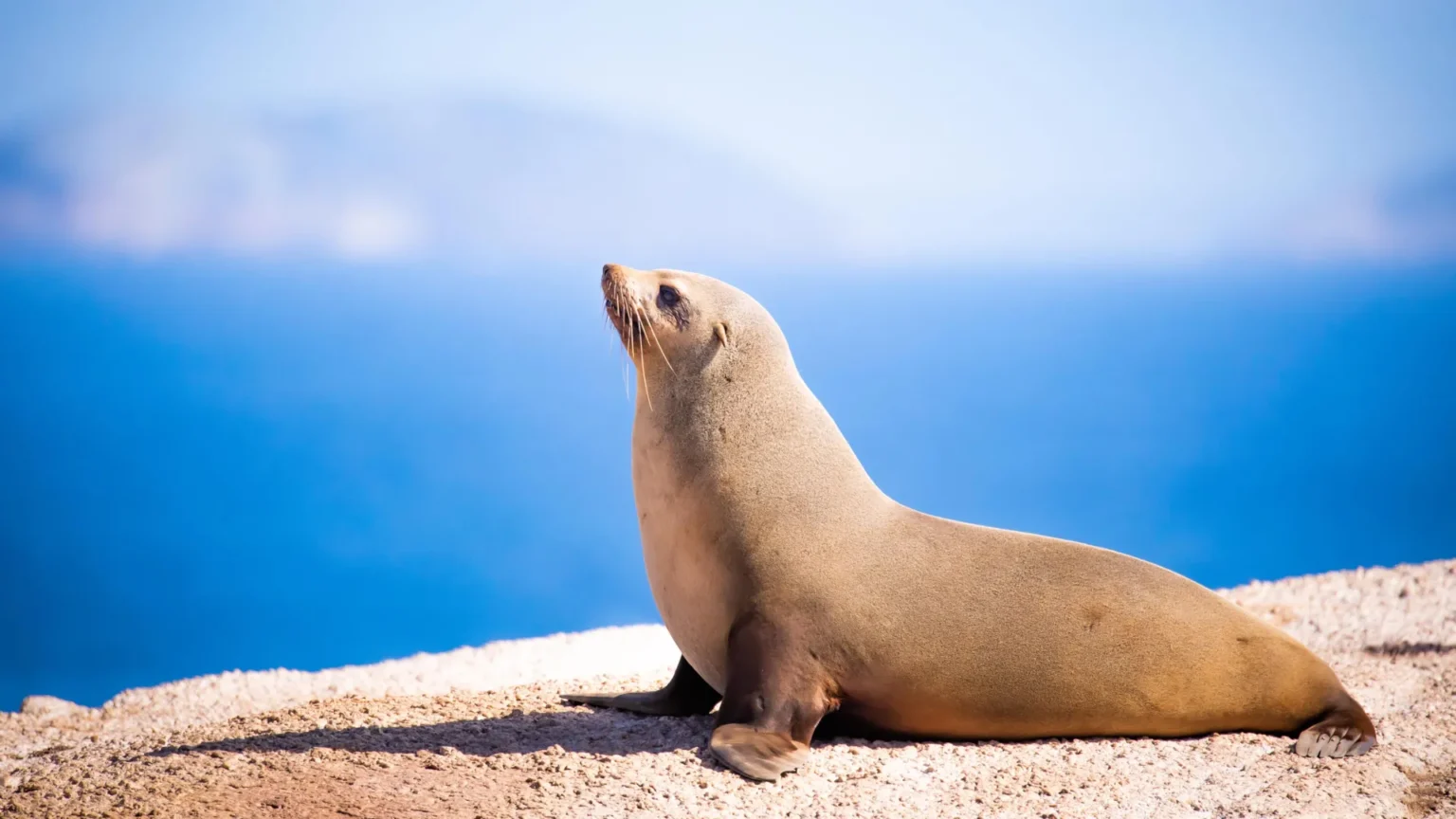 Fur seals that dive deep into the ocean experience delayed cardiac events after returning to land.