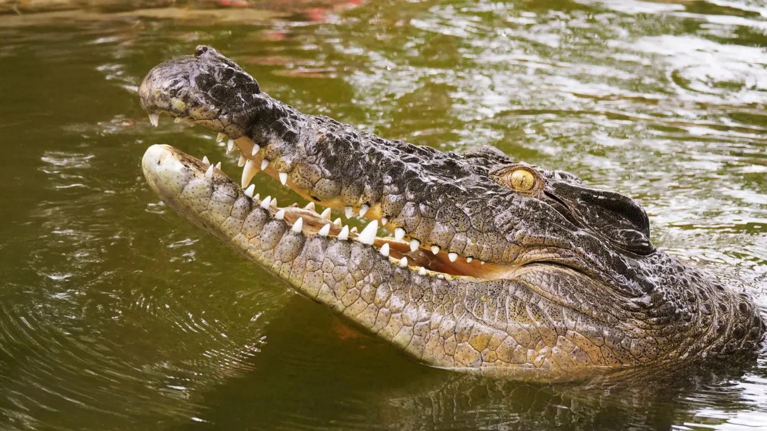 DNA reveals 250-year mystery of Seychelles’ lost crocodile