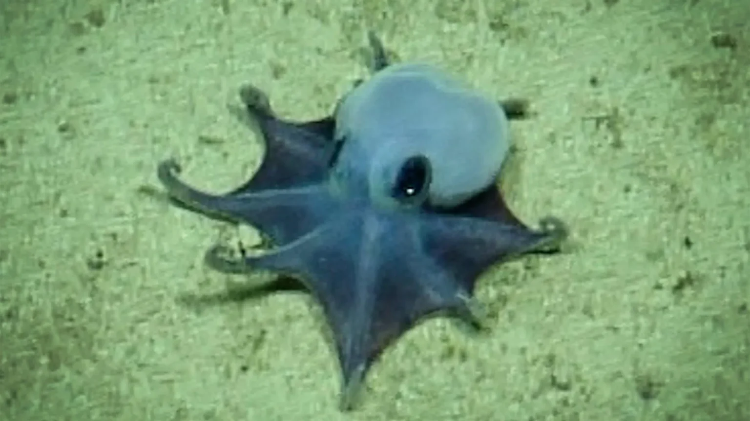 Adorable little blue octopus found 6,000 feet underground in the Galapagos