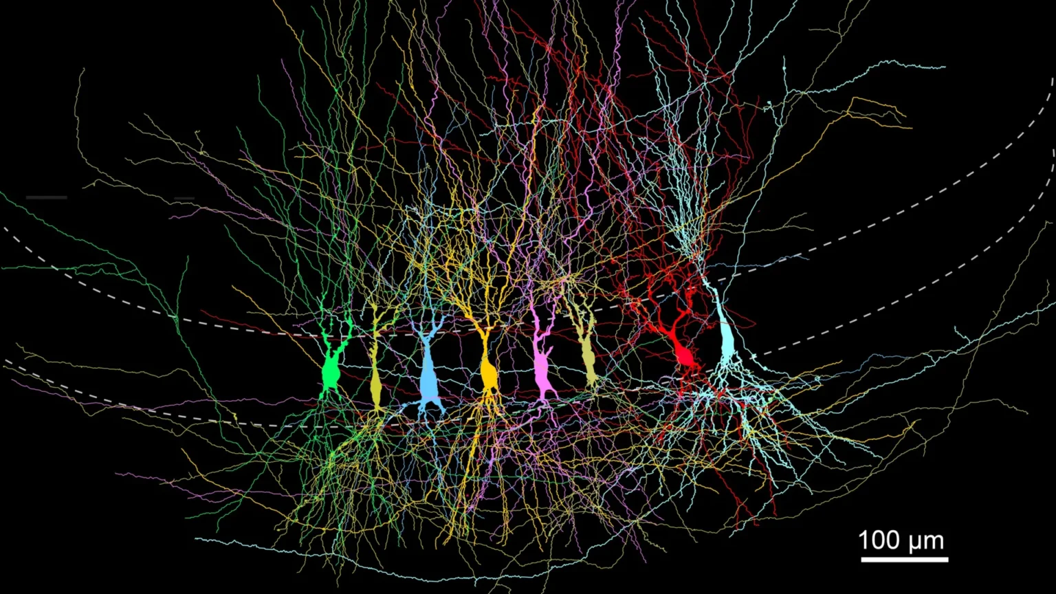 Scientists have discovered that the brain doesn’t start with a blank slate, but with a complete slate