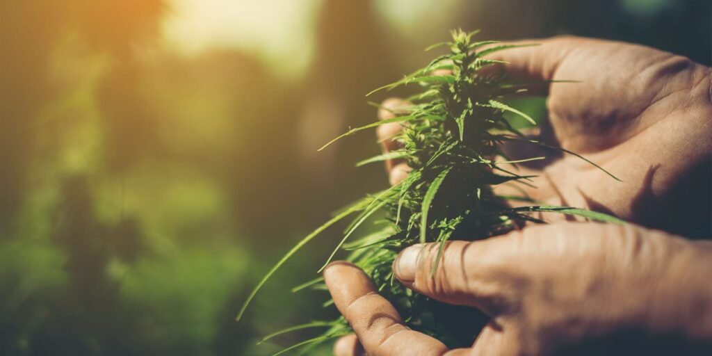 Little-known cannabis compound holds promise for treating alcoholism in rats Little-known cannabis compound holds promise for treating alcoholism in rats