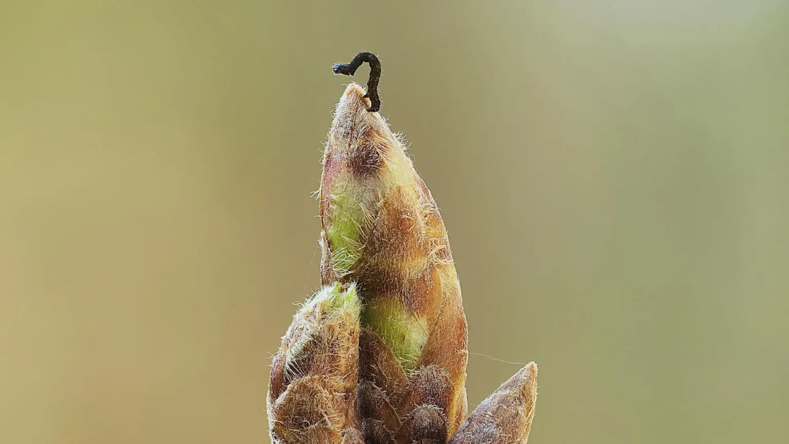 Oak trees delay spring and starve caterpillars