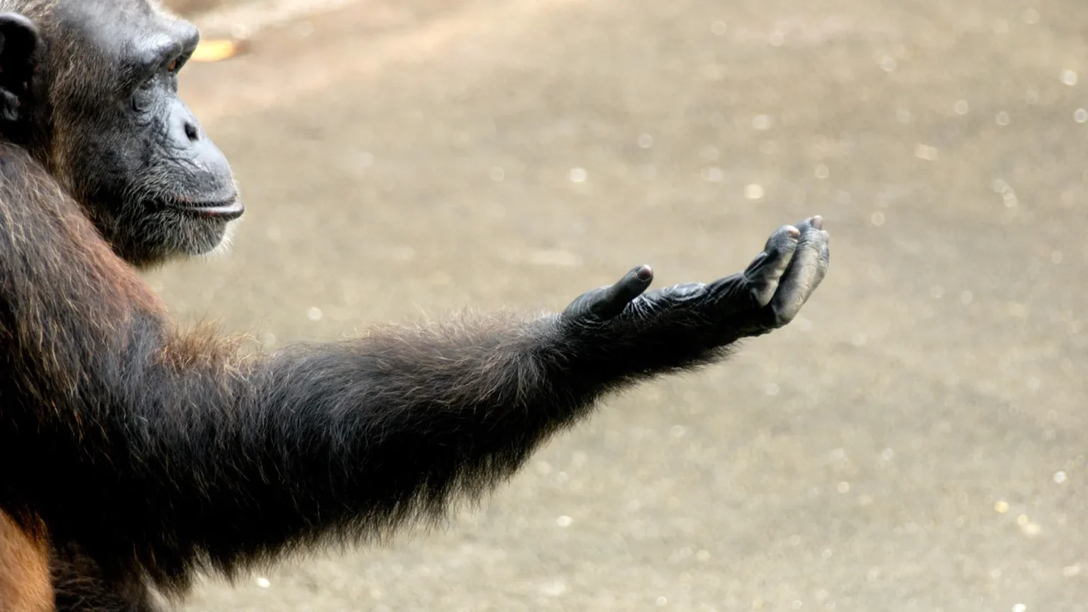 Scientists think they have solved the mystery of human right-handedness