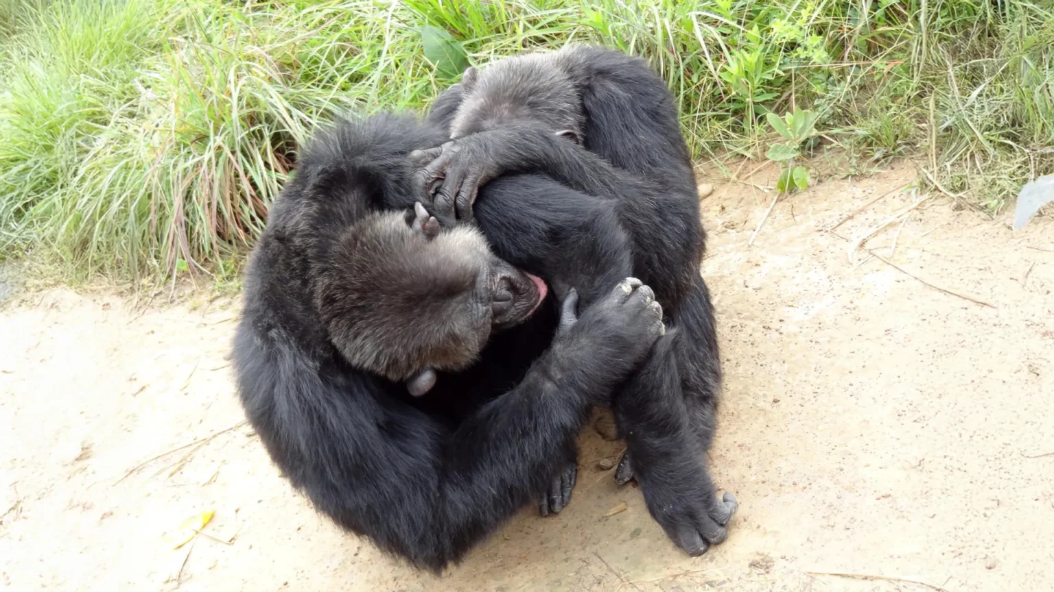 Research reveals that chimpanzees and bonobos have human-like friend circles