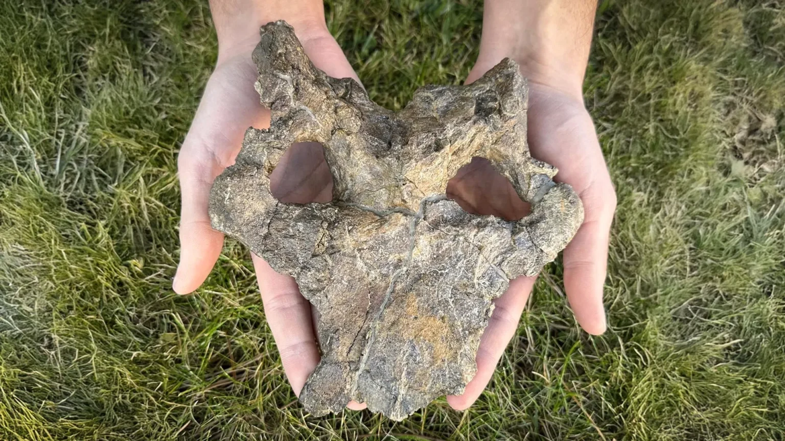 Stunning 150-million-year-old Stegosaurus skull rewrites dinosaur evolution