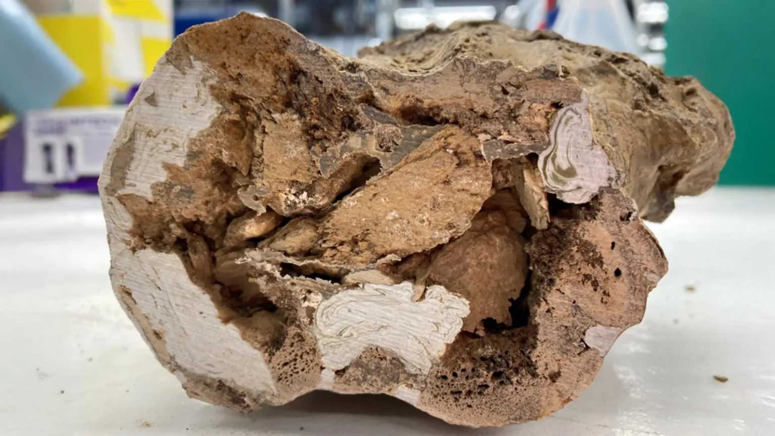 Organic molecules discovered in 66-million-year-old dinosaur bones shake up paleontology