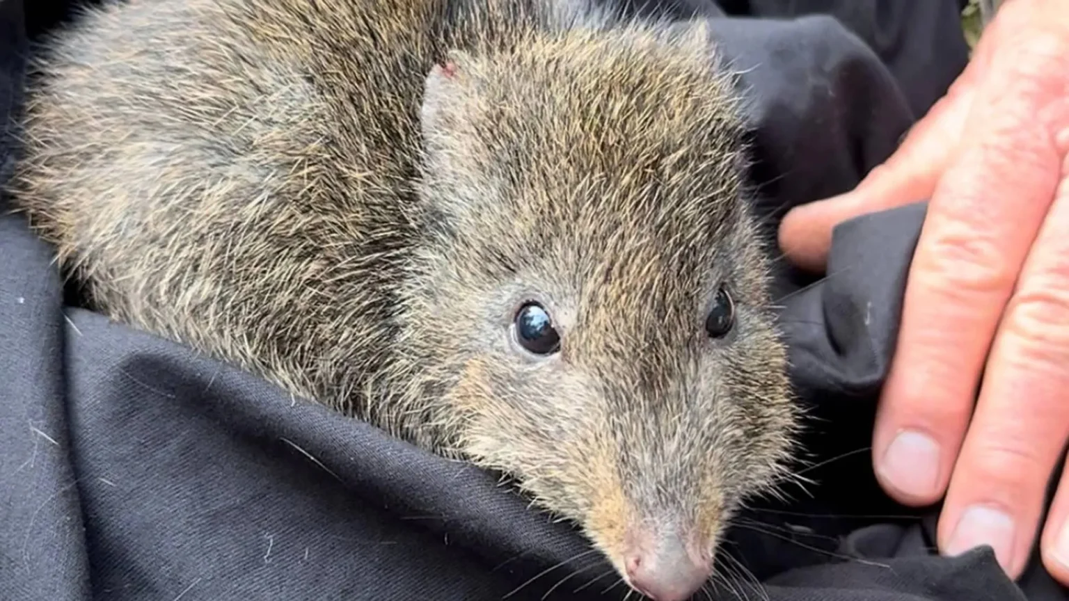 Scientists use DNA from poop to save world’s rarest marsupial Scientists use DNA from poop to save world’s rarest marsupial