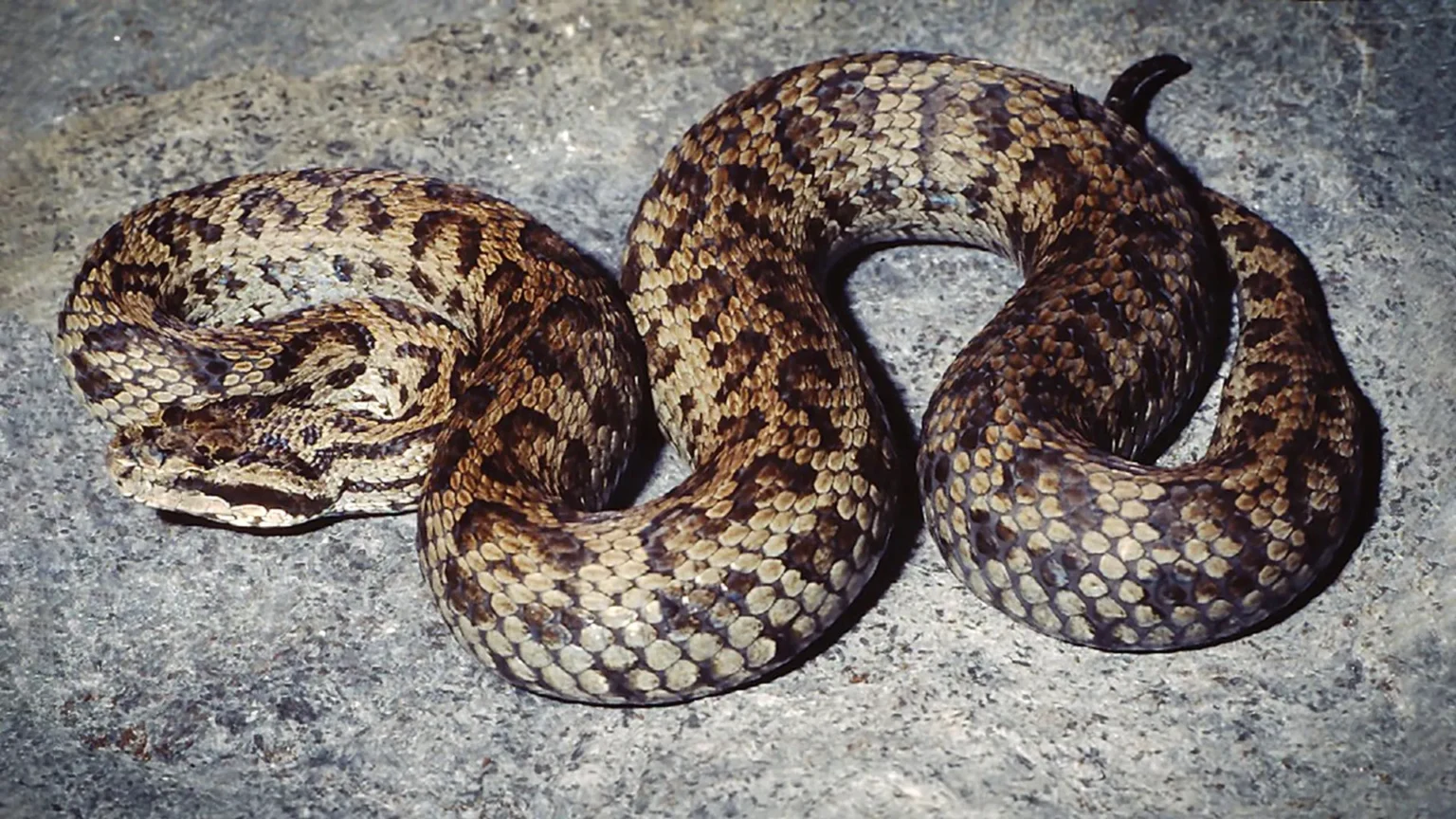 The poisonous Himalayan pit viper was actually five different species to begin with