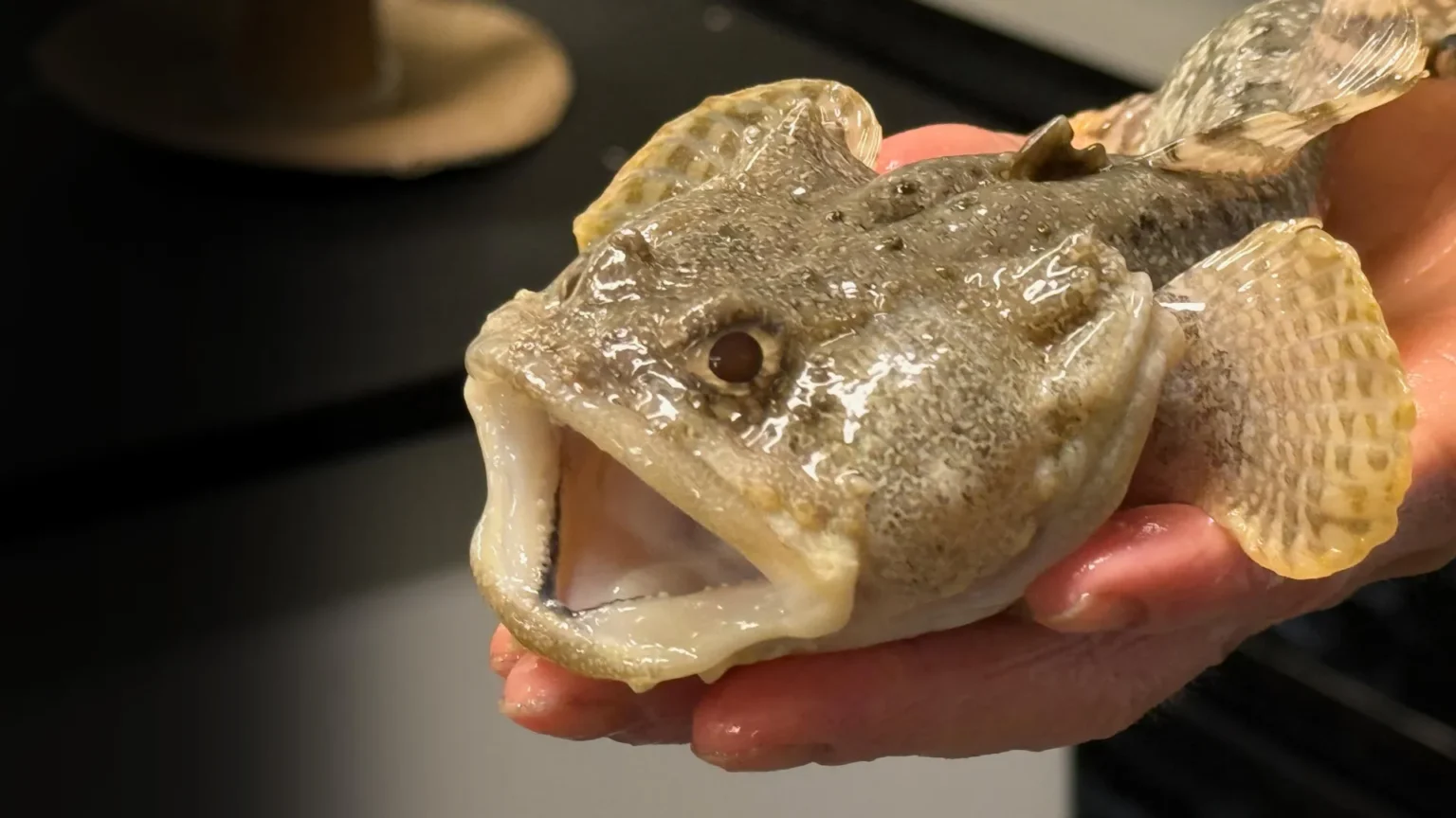 Ocean health may depend on tiny microbes inside fish