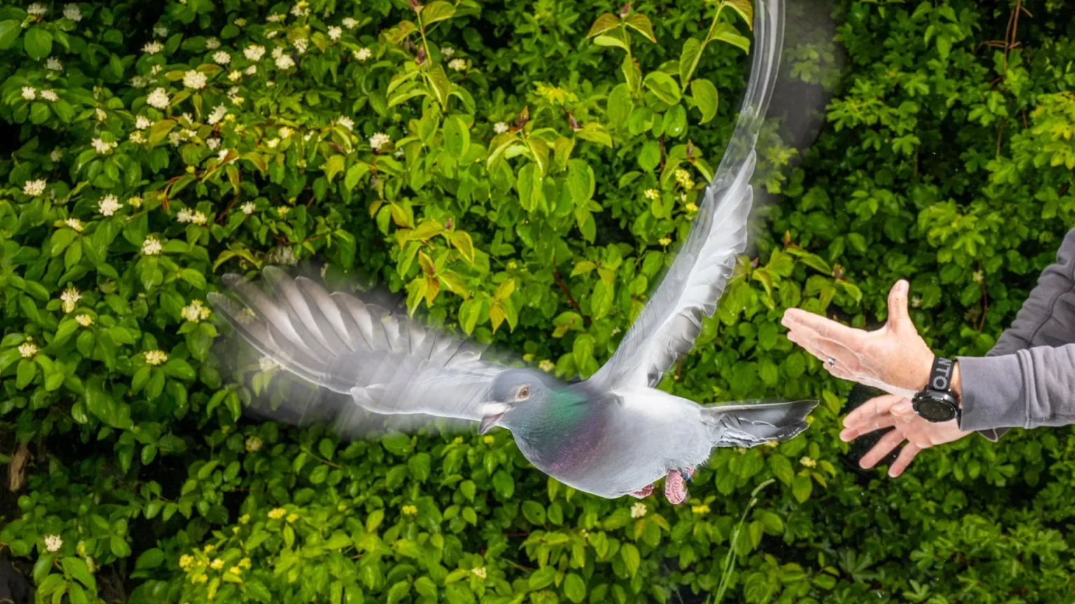 The secret to pigeons’ amazing navigation is hidden in their liver The secret to pigeons’ amazing navigation is hidden in their liver