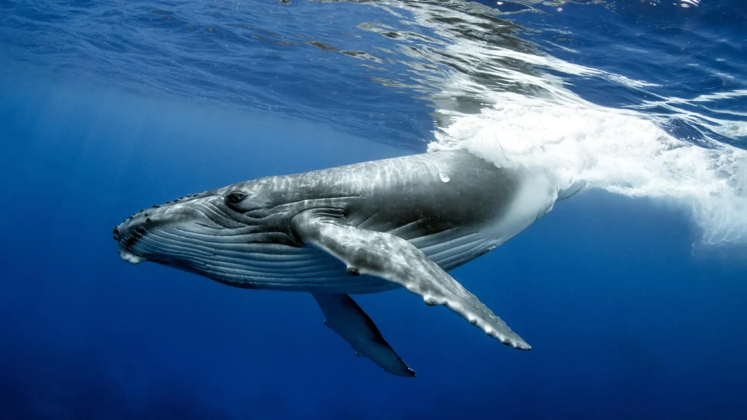 Humpback whale breaks migration record with 15,000km ocean journey