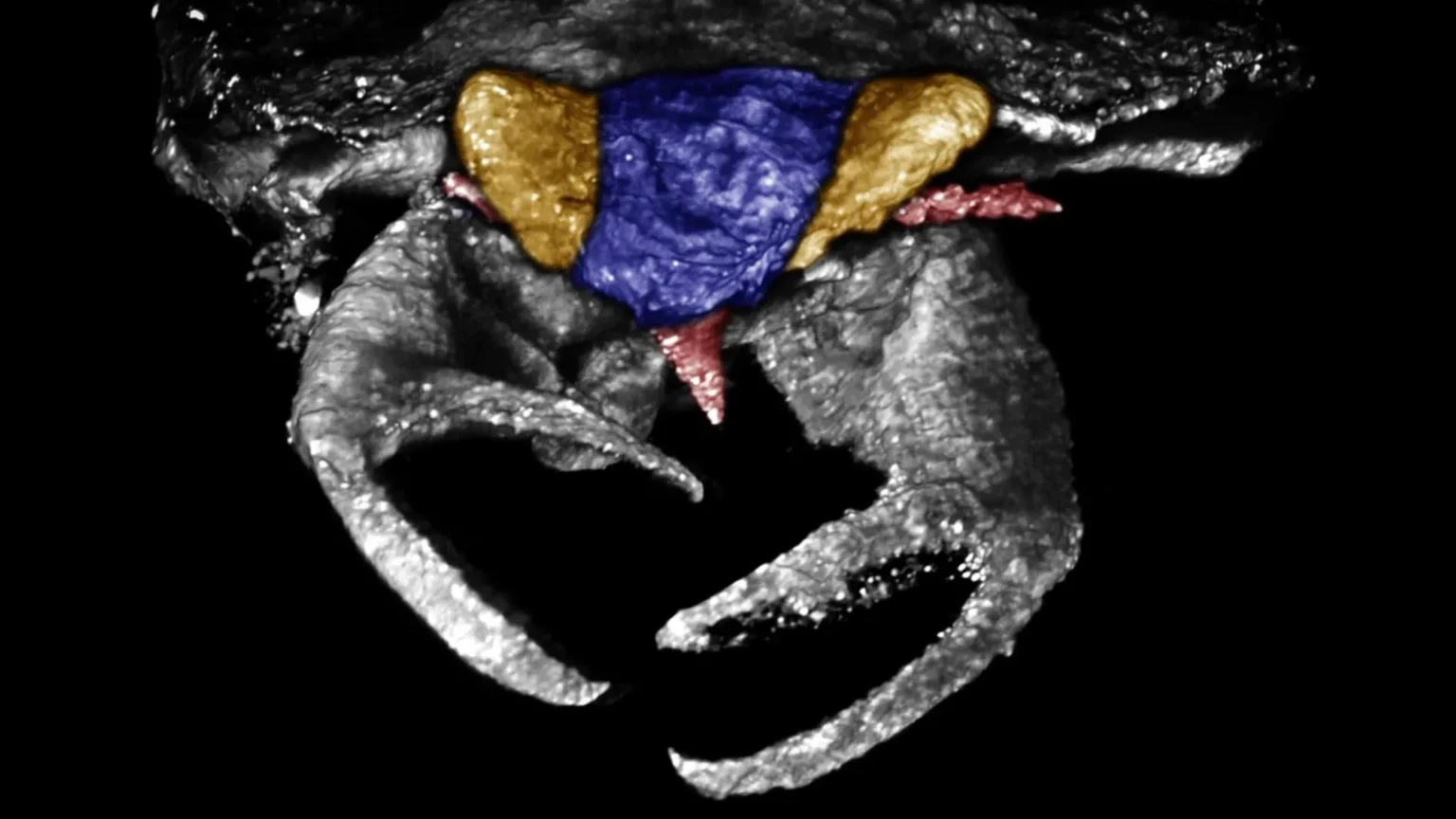 Insects from 100 million years ago had crab-like claws, unlike any known insects Insects from 100 million years ago had crab-like claws, unlike any known insects